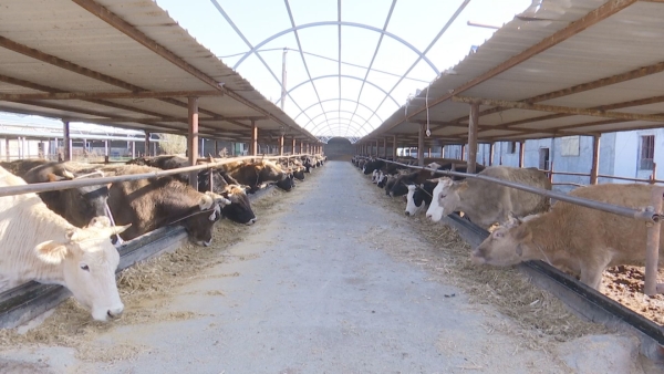 新疆沙湾 扩大肉牛养殖 推动肉牛产业“牛”起来