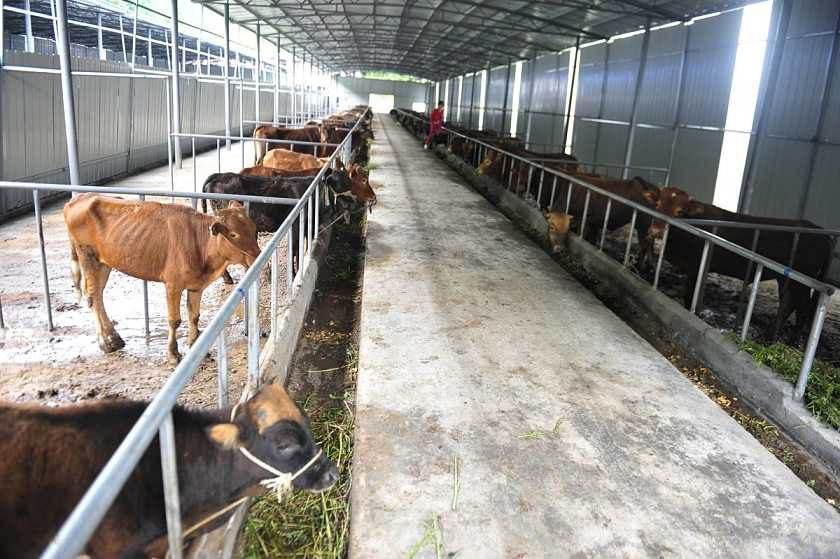 规模化肉牛养殖场的建设与管理