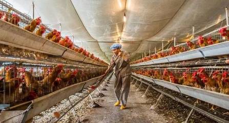 滥用农药、化肥、抗生素-农业模式不改,315将是打不完的假,辟不完谣